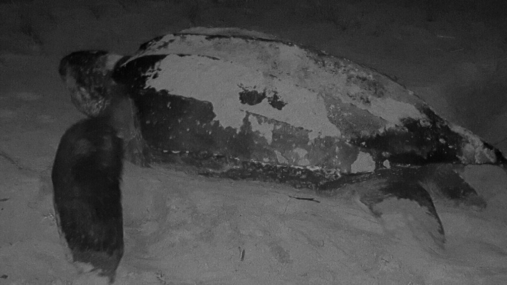 This photo was taken using only a red headlamp and edited for color. No flash was used.