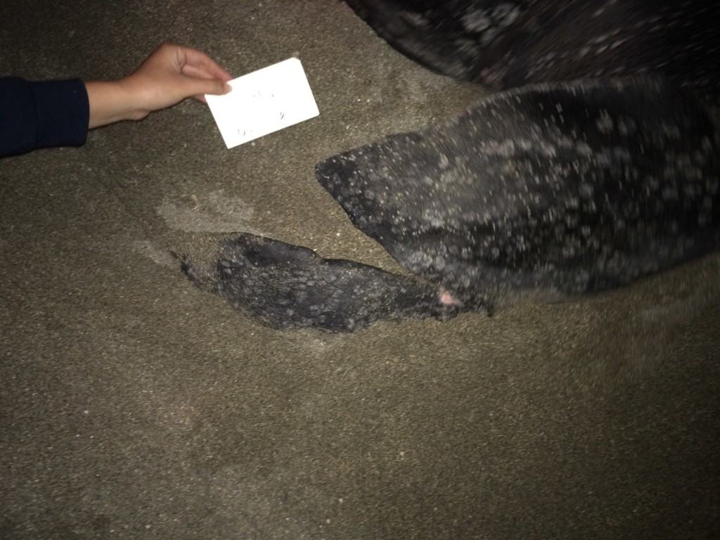 All marine turtle images taken in Florida were obtained with the approval of the U.S. Fish and Wildlife Service (USFWS) and the Florida Fish & Wildlife Conservation Commission (FWC) under conditions not harmful to this or other turtles.